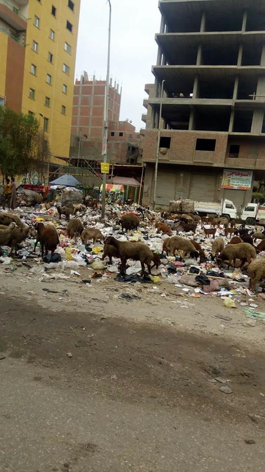 استغاثة اهالي منشية عبد المنعم رياض بشبرا الخيمة بسبب القمامة