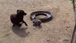 بالفيديو.. أرنب يتشاجر مع كلب دفاعًا عن طعامه