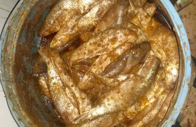 بالصور.. ضبط 4 أطنان فسيخ فاسد بمدينة ببا جنوب بنى سويف