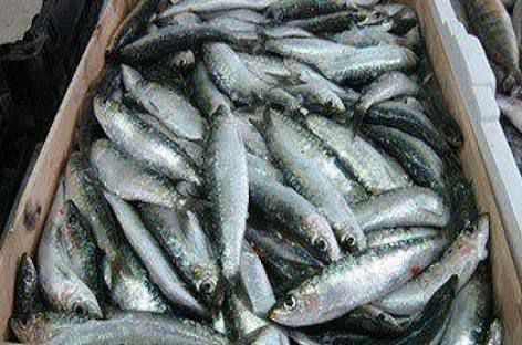 ضبط 128كيلو أسماك مملحة فاسدة بالمنيا