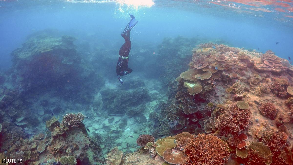 اليونسكو تكثيف الجهود لإنقاذ الحاجز المرجاني العظيم