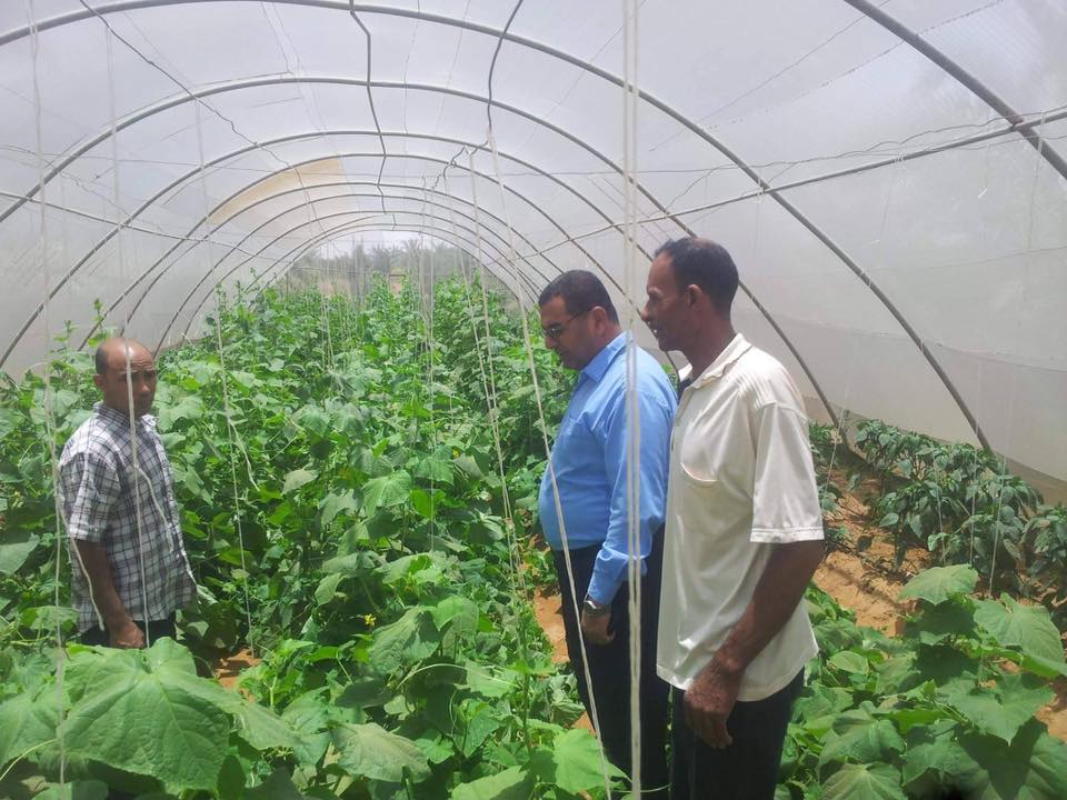 إنشاء ٨ صوب زراعية بداخلة الوادي الجديد