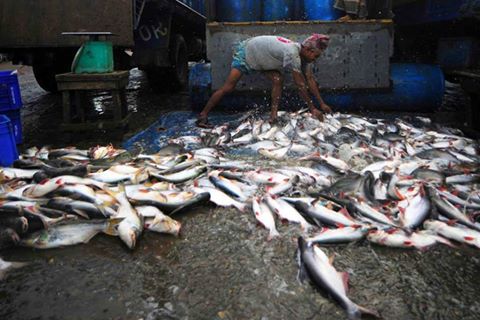 ”الفاو” تحذر من فيروس قاتل يصيب أسماك البلطي في دول منها مصر