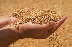 توريد 163 ألف و 131طن من القمح للشون والصوامع بقنا