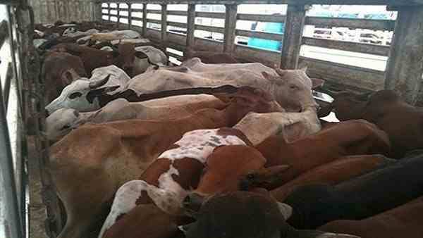 اليوم .. ميناء سفاجا يستقبل 883 رأس عجول حية .. قادمة من الصومال