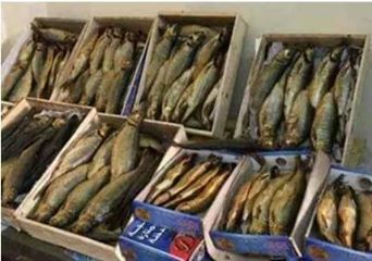 ايقاف تشغيل مصنع شهير للأسماك المدخنه بالجيزة