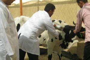 بدء الحملة القومية للتحصين الاجباري للماشية