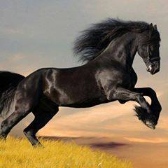 رباعية - فارس وحصان