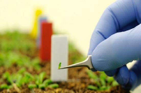 إنتاج مركب حيوي باستخدام تقنيات النانو لمقاومة الإجهادات النباتية الحيوية وغير الحيوية 