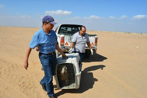 البيئة:إعادة إطلاق نسر إلى بيئته الطبيعية