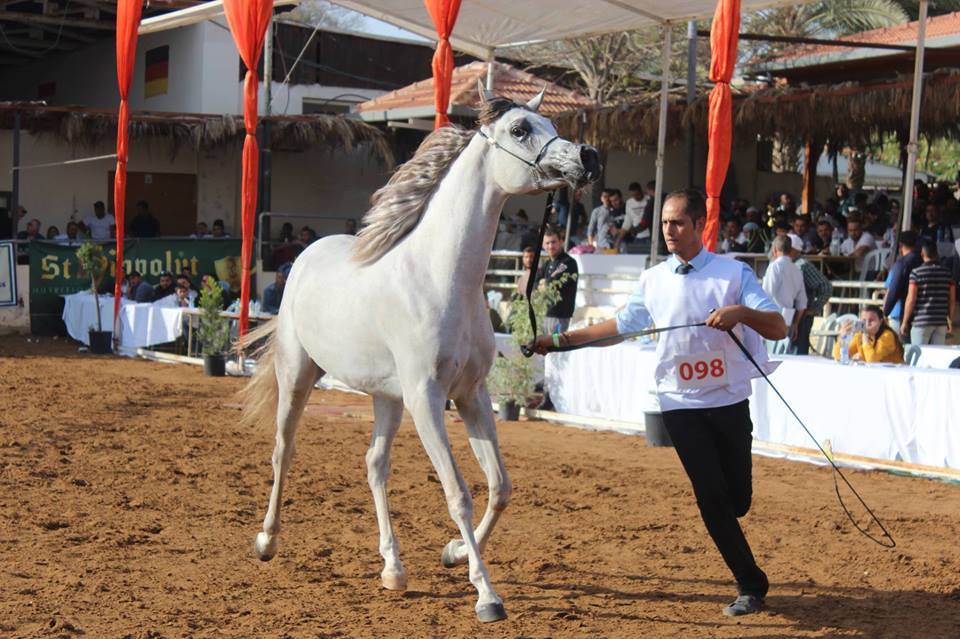 اتحاد الفروسية يختتم بنجاح بطولة فلسطين لجمال الخيول