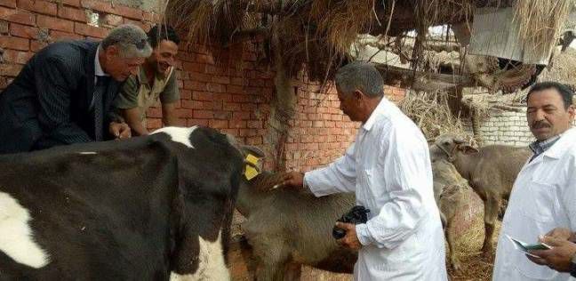 الطب البيطرى: انتهاء الحملة القومية الثالثه ضد الحمى القلاعيه 