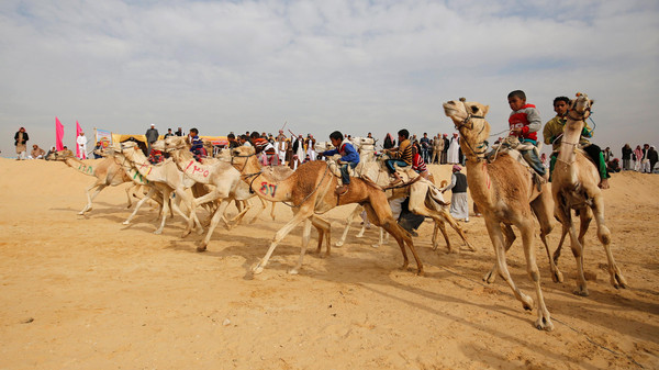 سباقات الجمال في الصحراء الشرقية في مصر