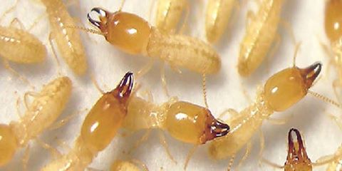 ”الزراعة”: معالجة 2483 وحدة ضد النمل الأبيض في 16 محافظة