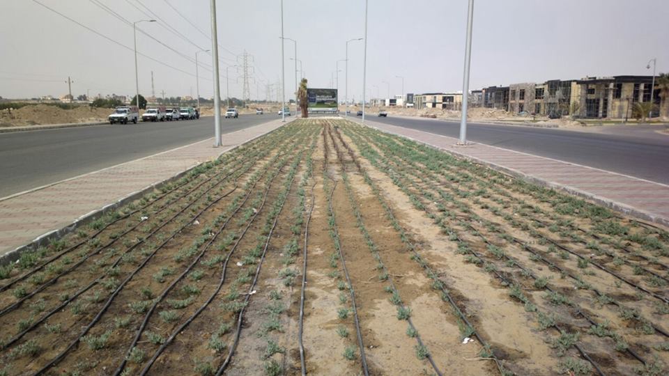 رئيس الجهاز: زراعة نباتات تحتاج إلى كميات قليلة من المياه وتكلفة صيانتها أقل