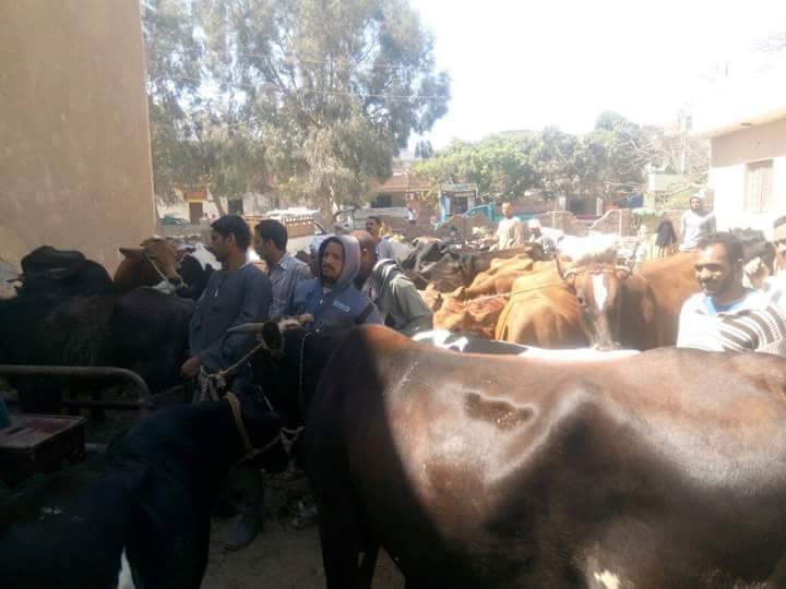 ”الزراعة” ترسل قافلة بيطرية لدعم صغار المربيين بقرى ”الفيوم” لمدة أسبوع كامل