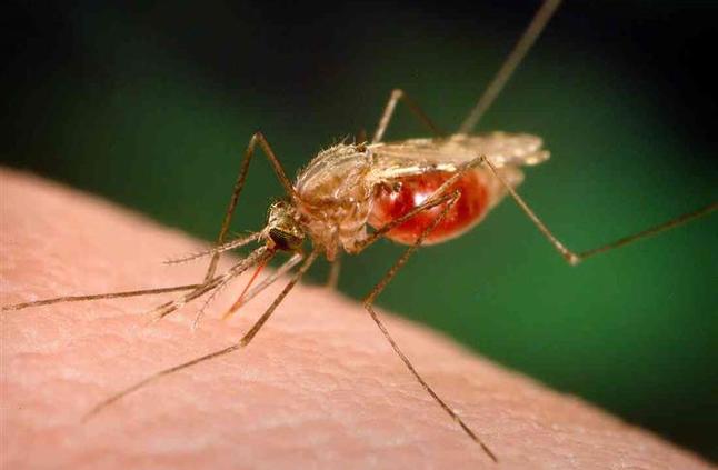 نصائح الوقاية للمسافرين بمناسبة اليوم العالمي لمكافحة الملاريا