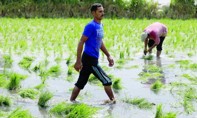 الحد من زراعة الأرز في مصر ليس له علاقة بسد النهضة