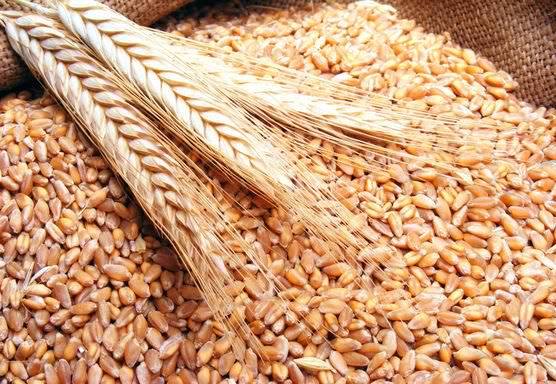 التموين: توريد 132 ألف طن قمح بكفر الشيخ