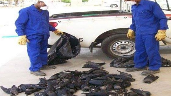 اطلاق النار علي حوالي 400 غربان بعد مهاجمة المواطنين بالسويس