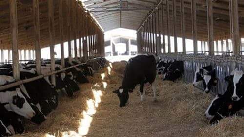 ”الزراعة” توافق على تخصيص 200 مليون جنيه لتدبير روؤس الماشية لصغار المربيين