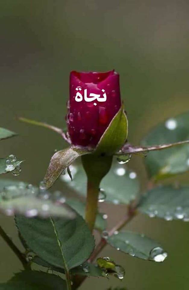 صورة تتحدث