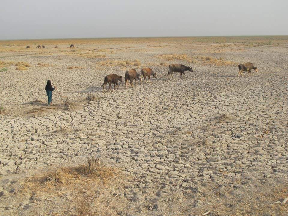 أرض الجبايش مالنا