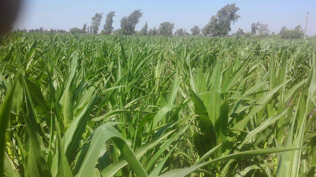 وزارة الزراعة تستعد للموسم الشتوي بتوفير تقاوي الموسم