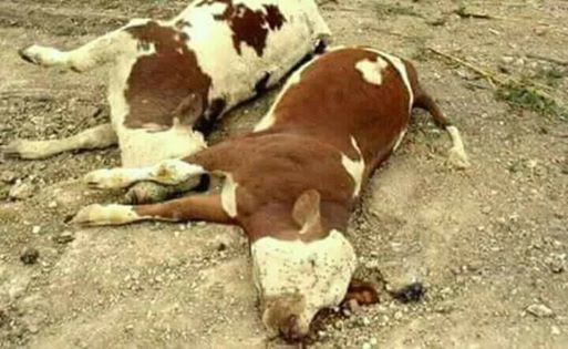 فلاحين قرية تلت جنوب بني سويف يستغيثون بالمحافظ ووزير الزراعة