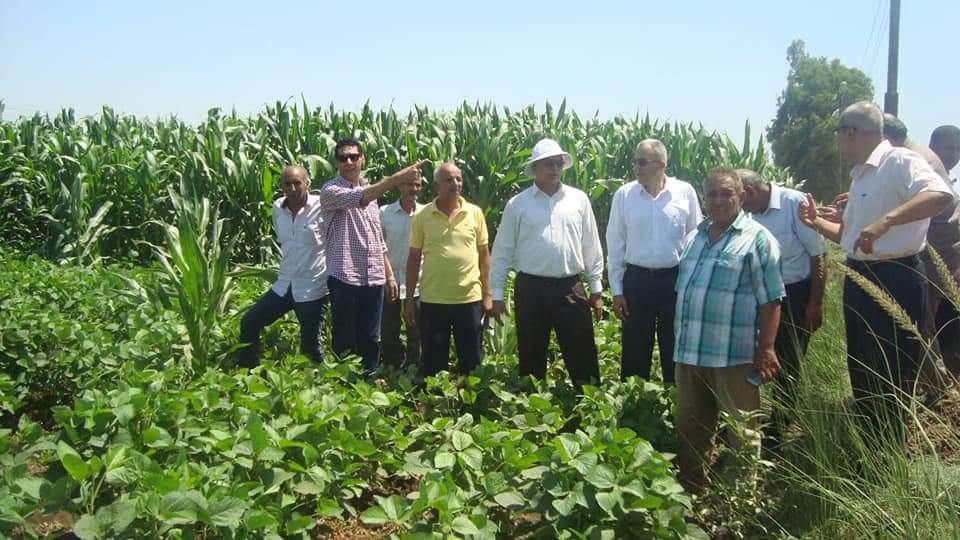 بالصور : حملة مكثفة للمرور على زراعات القطن والذرة بحقول الفيوم وبني سويف