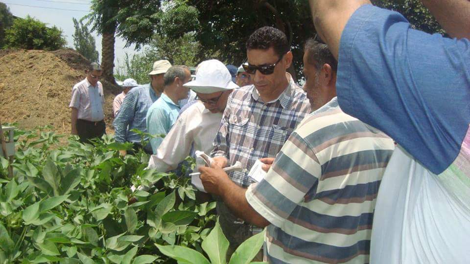 مسئولو ”الزراعة” يتفقدون حقول ”القليوبية” و ”المنوفية” لمتابعة حالة المحاصيل ومكافحة الآفات