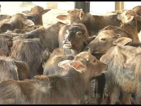 الزراعة لا مكان لغير الجادين في المشروع القومي لإحياء البتلو