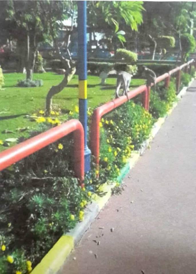 ”الخدمات البيطرية” توضح حقيقة صورة النسناس المتداولة علي مواقع التواصل الاجتماعي