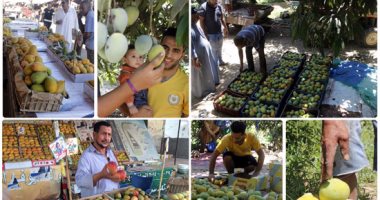 وزارة الزراعة تبحث فتح أسواقها لصادرات المانجو مع جنوب أفريقيا