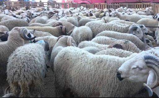 الزراعة توافق على إستيراد سلالات مميزة من الأغنام والماعز