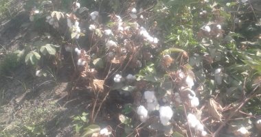 وزير الزراعة يفتتح غدا موسم جنى القطن بـ3 محافظات في الصعيد