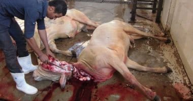 وزارة الزراعة تؤكد أن ذبح أضاحى العيد مجانا فى المجازر على مستوى الجمهورية