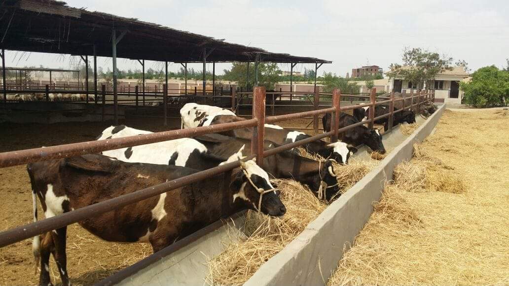 وزير الزراعة :مركز البحوث الزراعية يؤمن الغذاء لمصر