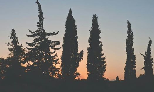 إفتتاح معرض زهرة وشجرة في الأوبرا