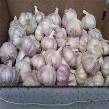 وزير الزراعة يعلن فتح السوق الإندونيسي لمحصول الثوم المصري