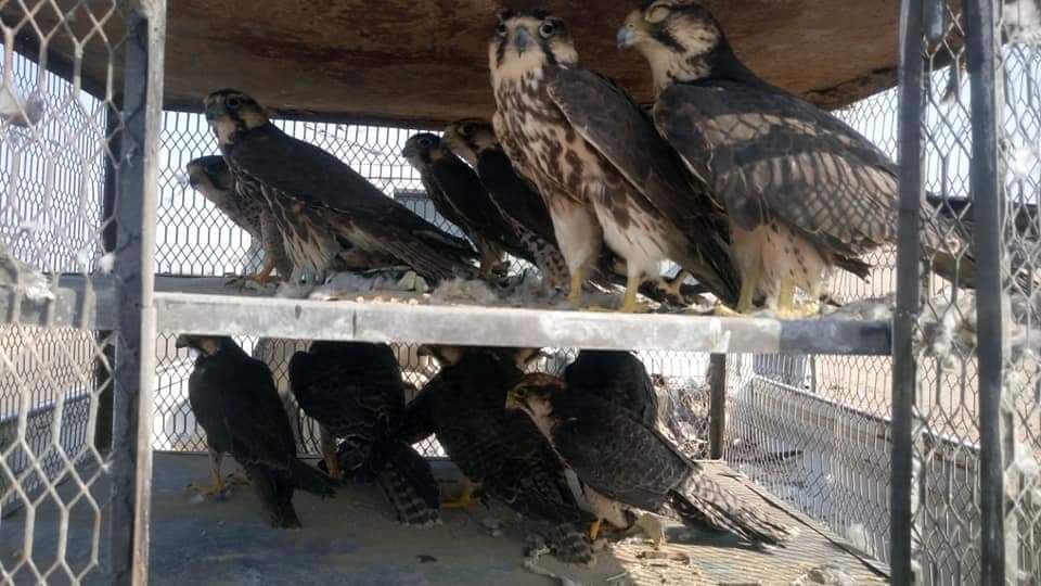 وزارة البيئة تسدد أكبر ضربة لعمليات الصيد الجائر للطيور