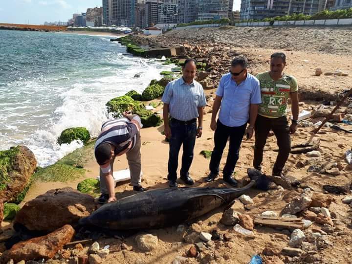 العثور على ”دولفين نافق” بشاطىء جليم بالإسكندرية