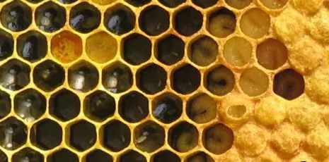 لأول مرة: الزراعة تصدر قراراً ينظم مناحل العسل