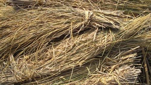 وزارة البيئة تؤكد إقبالا شديدا على شراء قش الأرز من الفلاحين بالبحيرة