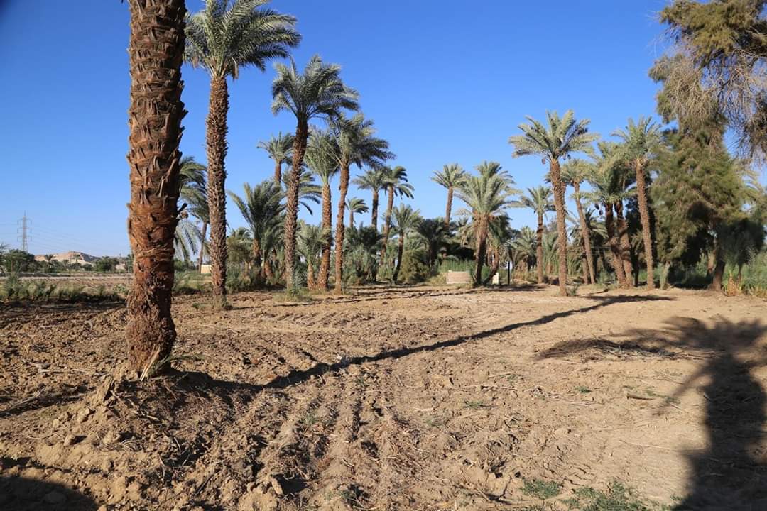 محافظ قنا يتفقد مشروعات الأمن الغذائي