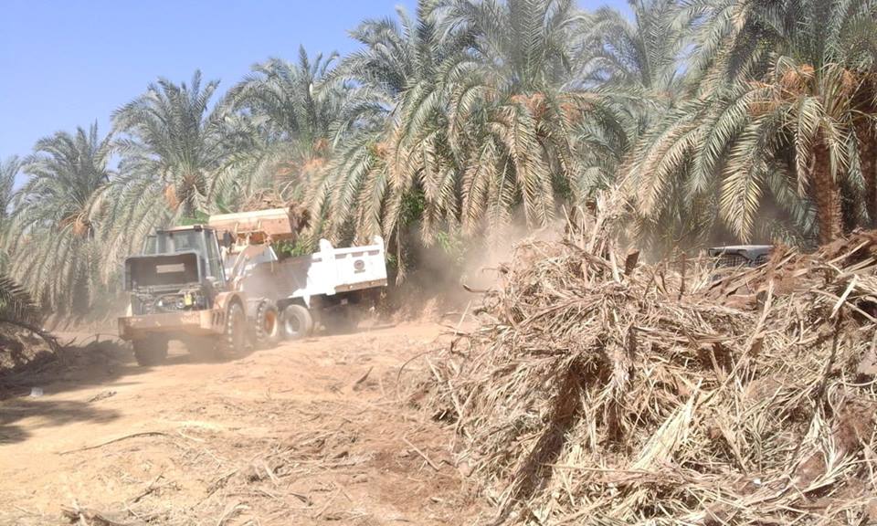 رفع مخلفات النخيل في مركز الداخلة بالوادى الجديد