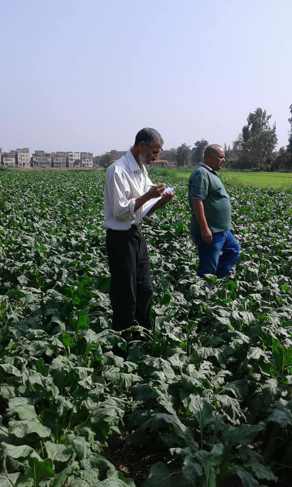 الزراعة تتابع محصول بنجر السكر والموالح بكفر الشيخ