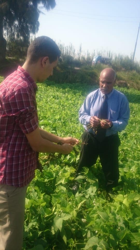 ”الزراعة” تشكيل لجان لفحص زراعات الفاصوليا بمركز أبو المطامير بالبحيرة