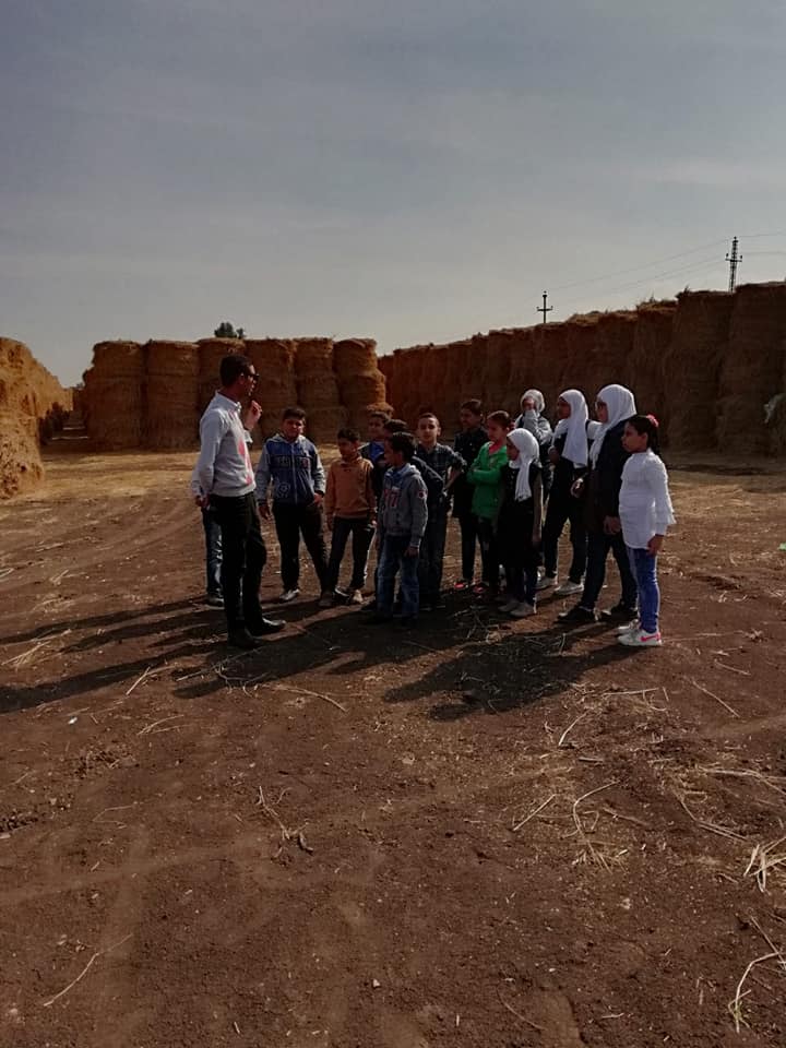 زيارات ميدانية لطلبة مدارس تمي الامديد لمواقع تجميع قش الارز بالدقهلية 