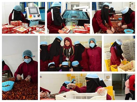 فتيات الواحة يخرجن لسوق العمل لتصنيع التمر السيوى